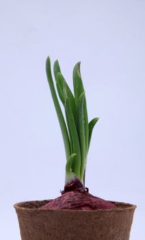 Growing onion bulbs with fresh green sprouts
