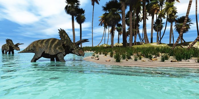 Two Coahuilaceratops dinosaurs wade through tropical waters to reach new vegetation in prehistoric times.