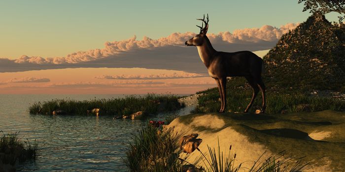 A beautiful buck with his antlers makes a striking figure overlooking a lake.