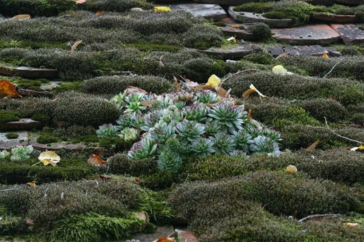 Photo of Sempervivum tectorum in closeup, housekeep