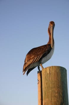 Pelican on a post







Pelican, bird, post, holiday, Bahamas, Caribbean,