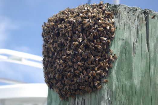 Bees on a piling