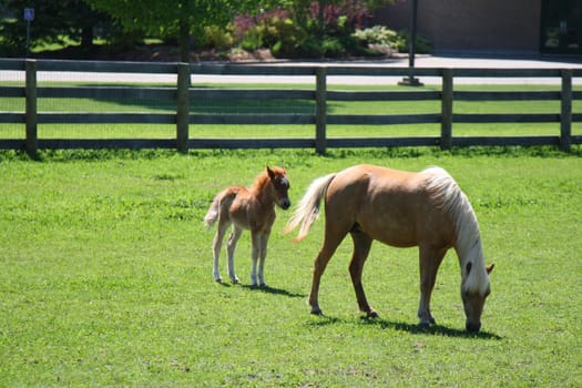 miniature horse mother and baby