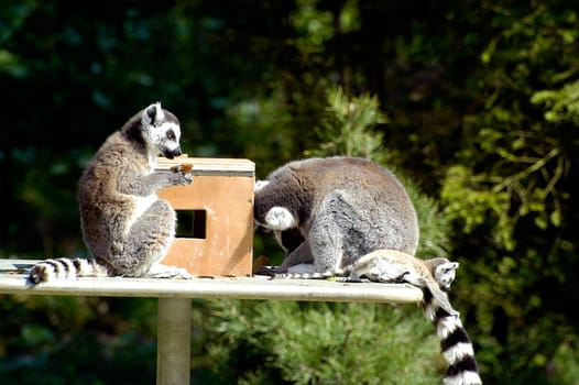 Family of lemurs to the zoo