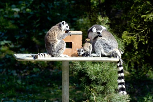 Family of lemurs to the zoo