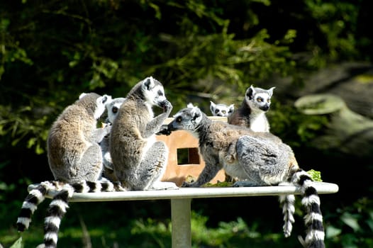 Family of lemurs to the zoo