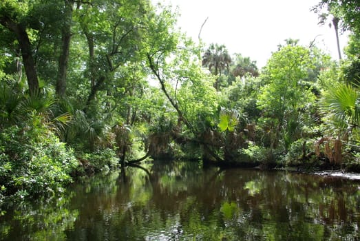 southern tropical forest