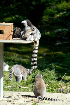 Family of lemurs to the zoo