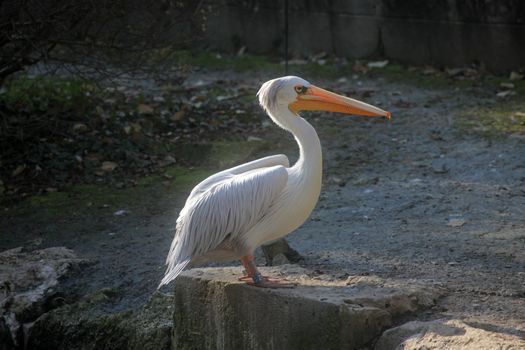 Pelikan
