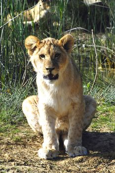 portrait of a lion cub