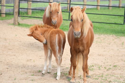 miniature mares with young foal