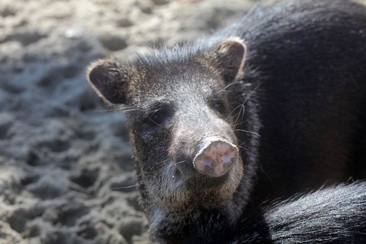 Javelina or collared peccary