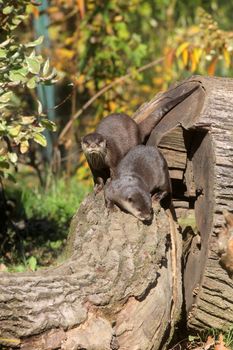 Chinese Dwarf Otter