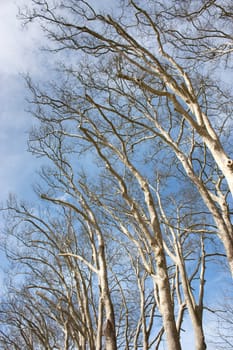 Trees cropped on nice blue sky in spring