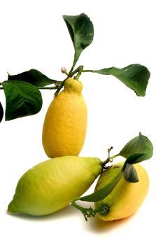 lemons organic