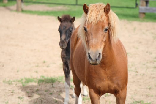 mini horse mother with foal