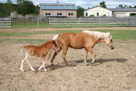 miniature horse with baby foal