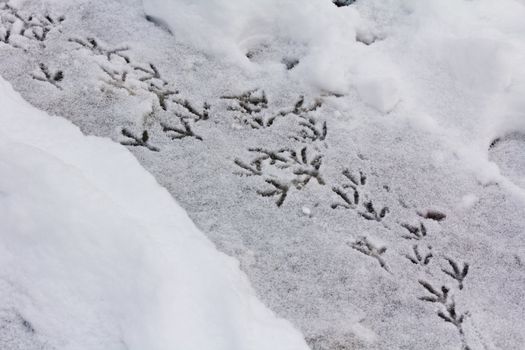 bird trail in the snow, horizontal shot