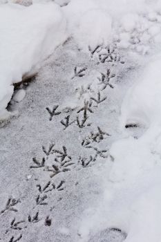 bird trail in the snow, vertical shot