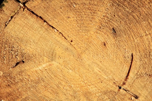 Tree  texture. Background. Close up
