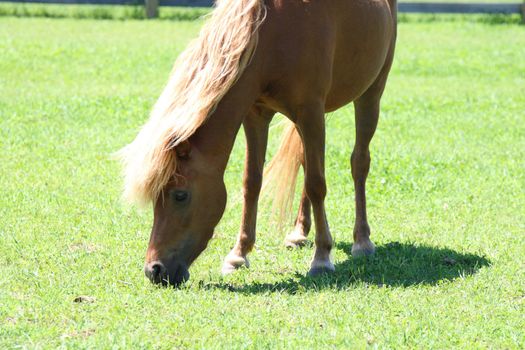 grazing miniature horse in field