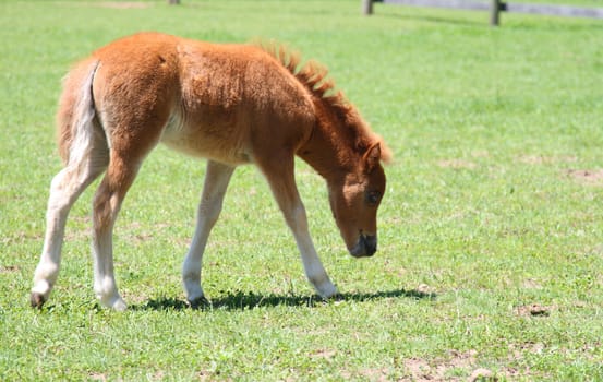 miniature foal