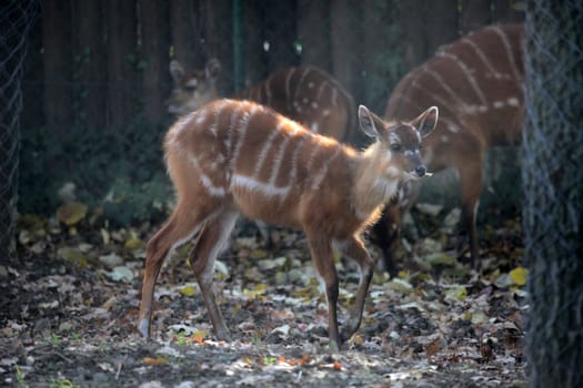Sitatunga, Tragelaphus spekii