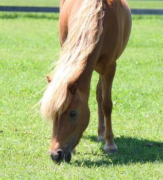 miniature horse grazing in field