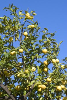 With this occasion the gardens are the theater of construction of monument out of oranges and lemons on a different topic each years.