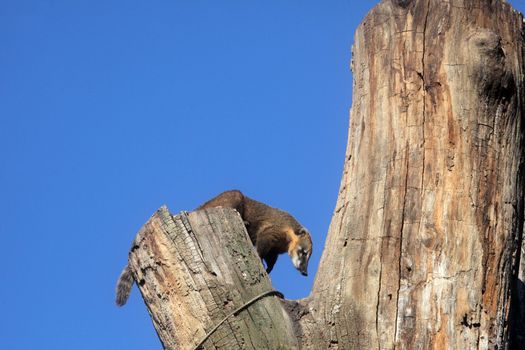 Ring-tailed Coati (Nasua nasua)