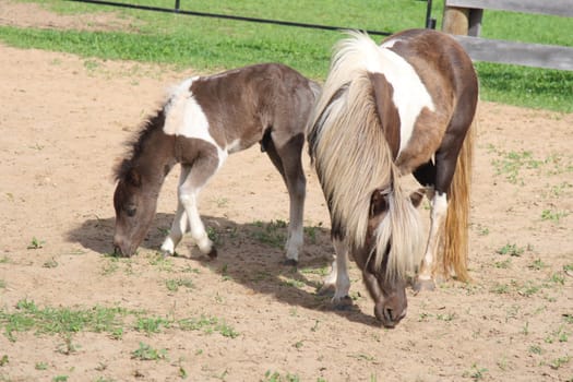 mini horse with young foal