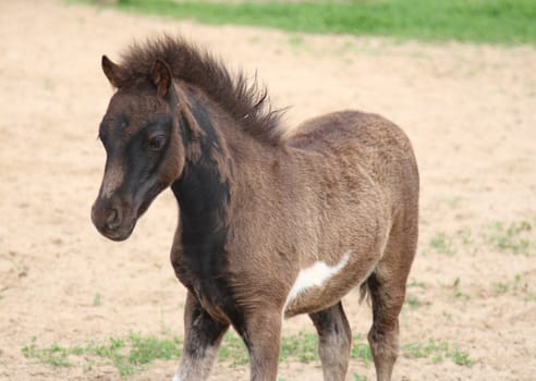 baby foal of miniature horse