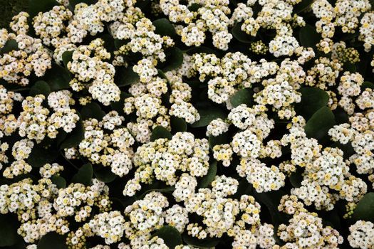Flowers in garden