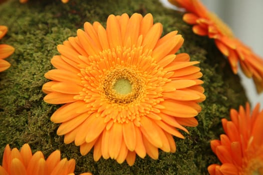 Gerber flower