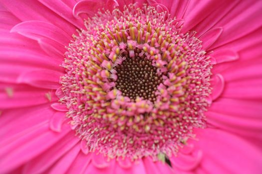 Gerber flower