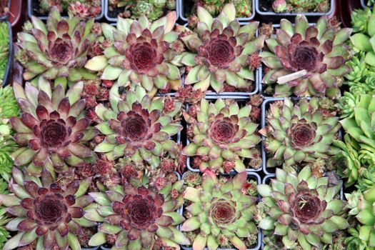 An image of hothouse seedlings in small pots
