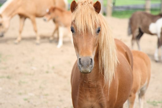 miniature mare portrait