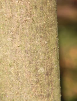 Tree bark texture. Background. Close up
