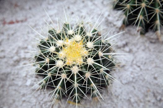 Cactus