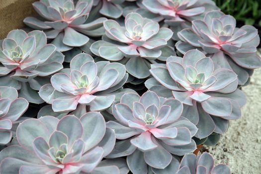 Sempervivum tectorum in closeup, housekeep