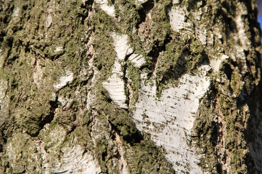 Tree bark texture. Background. Close up
