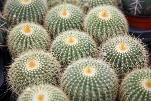 Cactus