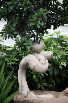 Bonsai tree