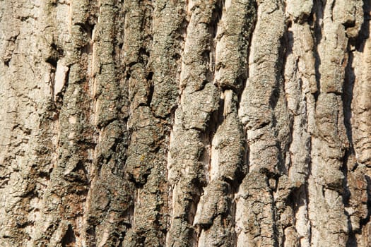Tree bark texture. Background. Close up
