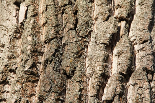 Tree bark texture. Background. Close up
