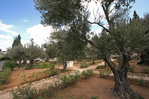 Jerusalem-Garden of Gethsemane