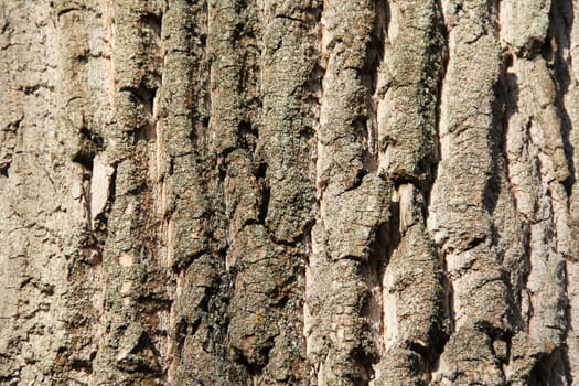 Tree bark texture. Background. Close up
