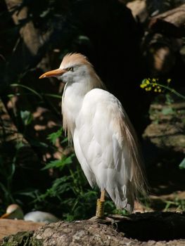 Gray Heron