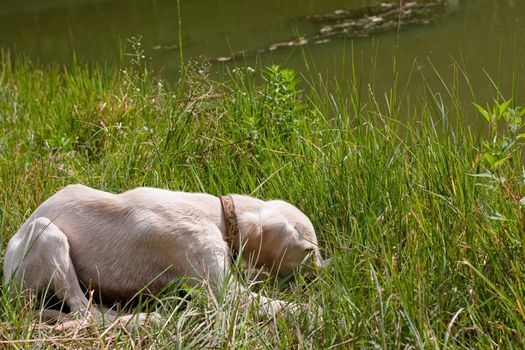 A lying white saluki pup in green grass
