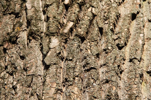 Tree bark texture. Background. Close up
